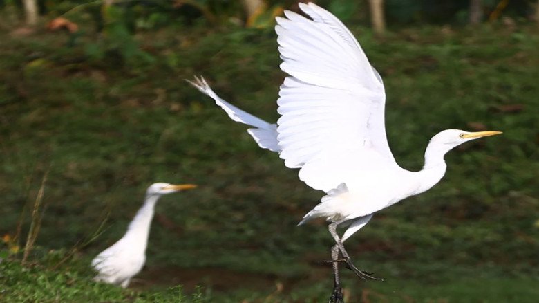 চা-বাগানের টিলায় গরু আর বকের সহাবস্থান