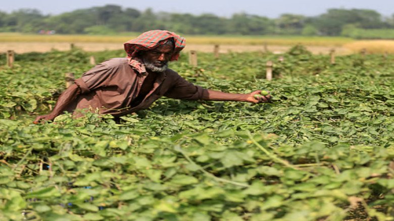 একঝলক: হেমন্তের সকাল, প্রকৃতি ও মানুষের দিনযাপন