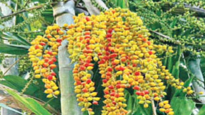 রমনা পার্কের ম্যাকআর্থার পাম: বিরল সৌন্দর্যের বীথি