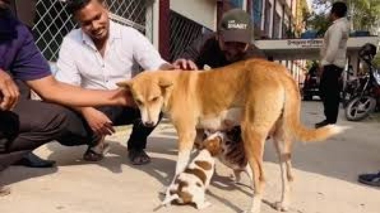 ঈশ্বরদীতে আট ছানা হারানো মা কুকুরের কাছে নতুন চারটি ছানা দেও